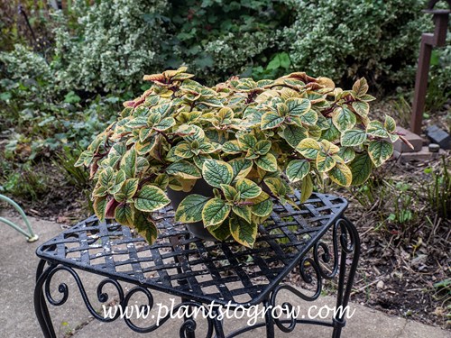 'Guacamole' Plectranthus (Plectranthus)